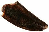 Serrated, Raptor Tooth - Real Dinosaur Tooth #296204-1